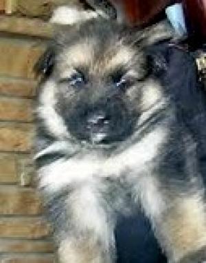 AKCGermanSheperdpuppies